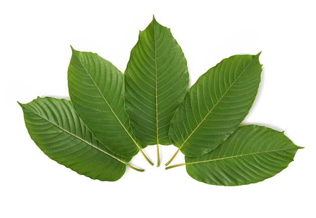 Mitragyna speciosa leaves isolated on white background Top view