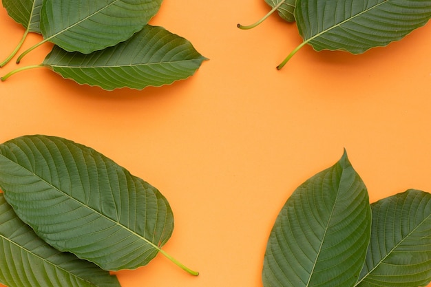 Mitragyna speciosa, verse kratombladeren op oranje achtergrond