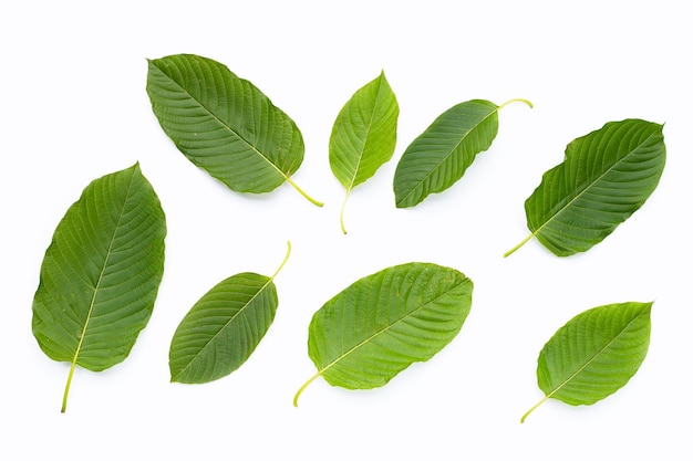 Mitragyna speciosa verse kratombladeren op witte achtergrond