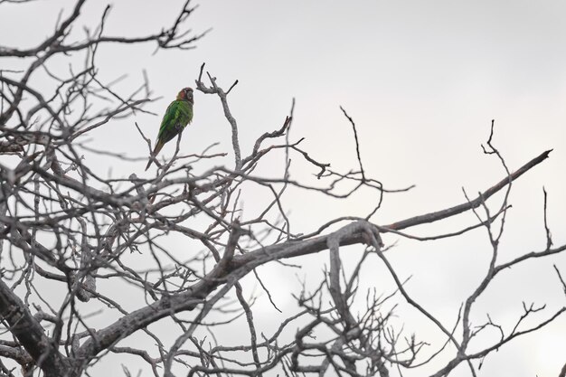 ベニガオメキシコインコPsittacaramitratusは、眠りに使われる木の乾いた枝にとまりました。