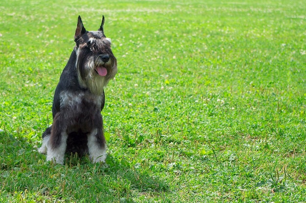 Photo mittelschnauzer black with silver in nature