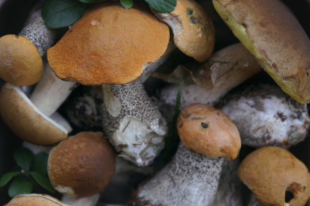 Mix of forest mushrooms over old wooden table, Top view, Selective focus