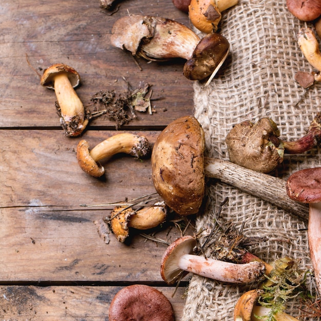 Mix of forest mushrooms