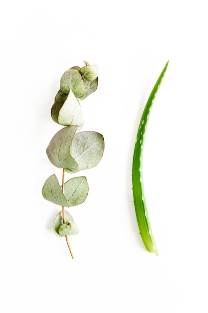 Mix of herbs green branches leaves eucalyptus rosemary aloe Vera and plants collection on white background Set of medicinal Flat lay Top view