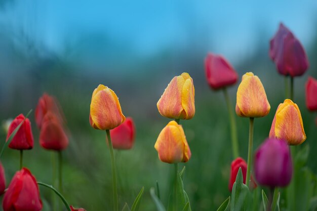 Mix of spring tulips flowers Mixed color tulips in garden Landscape with tulip field Multicolored tulip field at sunny spring day