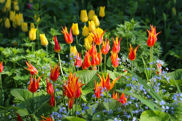 春の庭の赤と黄色のチューリップのチューリップの花のミックス