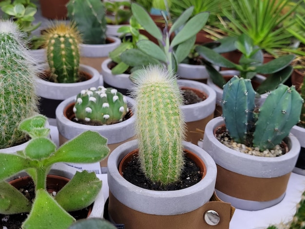 Foto mix van kleine cactussen en vetplanten