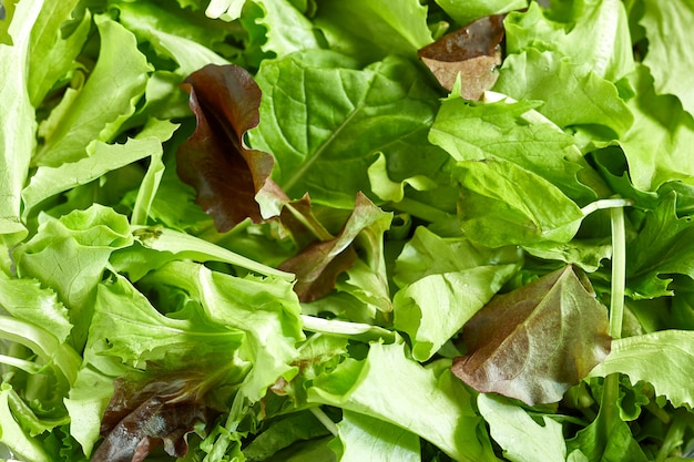 Foto mix di varietà, insalata verde sana e fresca