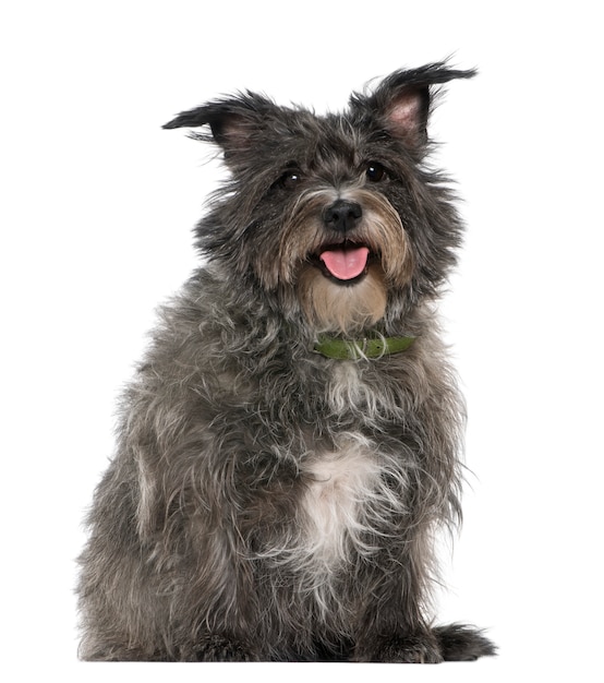 Mixed-breed, 8 years old, sitting in front of white wall