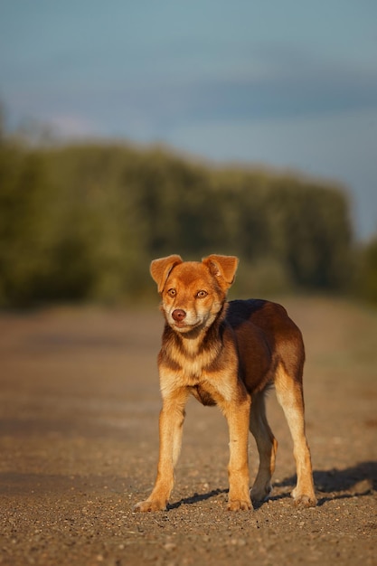 Смешанная порода красивая красная собака на открытом воздухе летом