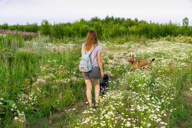 mixed breed Beige dog walks in the hills with flowers daisies pets adoption