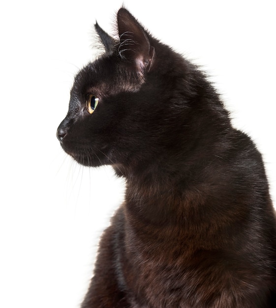 Mixed-breed cat against white background