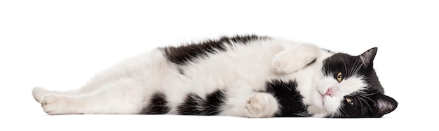 흰색 배경에 누워 있는 잡종 고양이