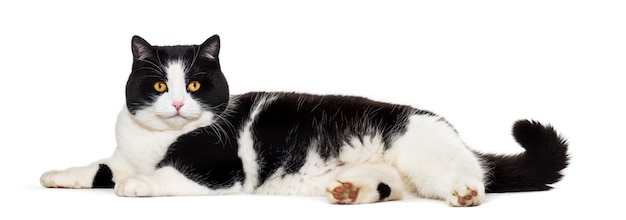 Mixed breed cat lying on side isolated