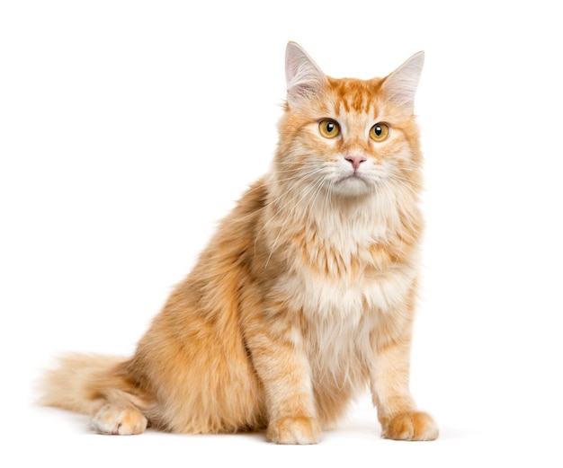 Mixed-breed cat sitting in front of white