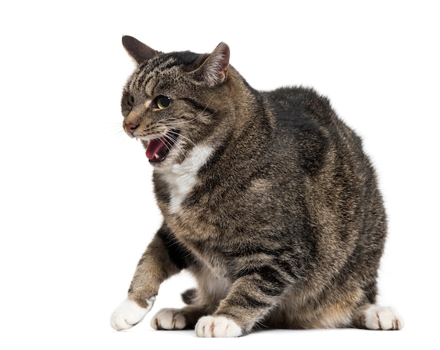 Mixed-breed cat with open mouth, isolated on white