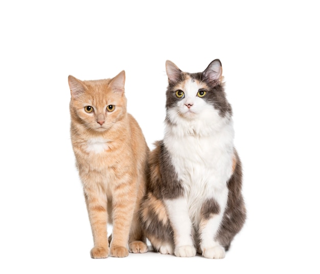 Mixed-breed cats sitting