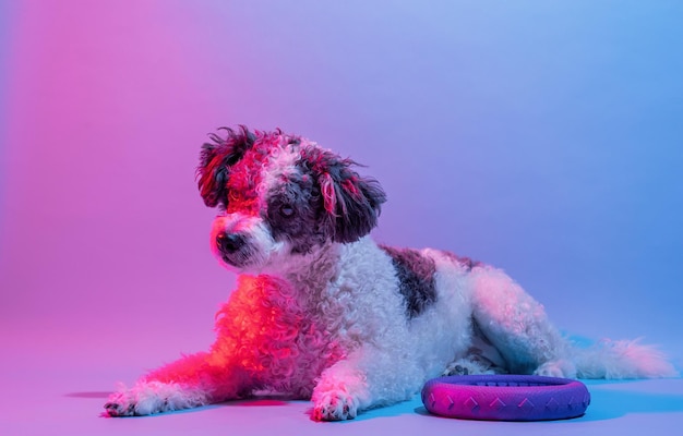 Mixed breed cute dog portrait in the light of colored lamps