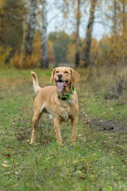 Mixed breed cute foxy dog stands aware in the forest in autumn