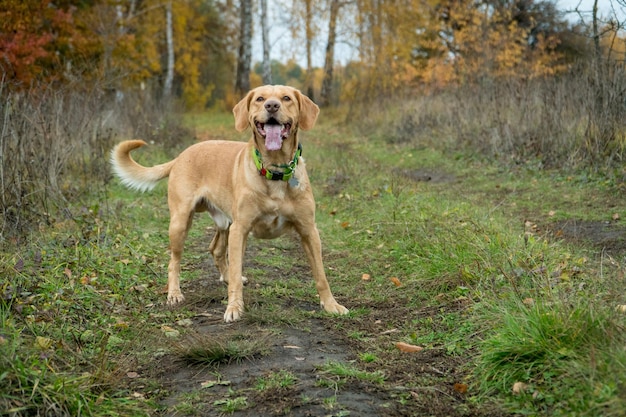 混合された品種のかわいいフォクシー犬は、秋の森で意識して立っています。