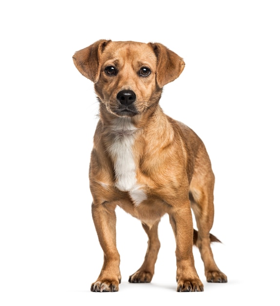 Mixed-breed dog, 1 year old, in front of white background