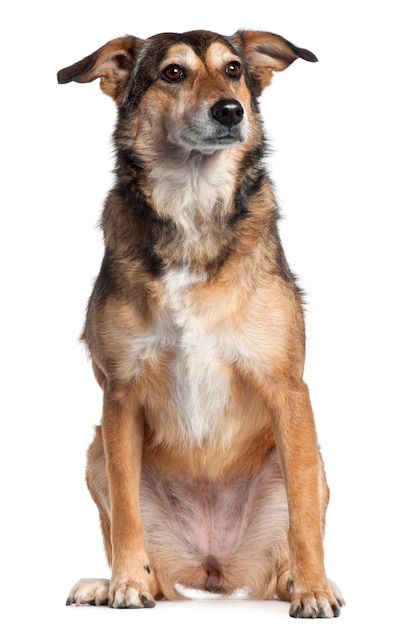 Mixed-breed dog, 4 years old, sitting 