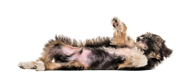 Фото Смешанные породы собак, 5 месяцев, лежа на белом фоне