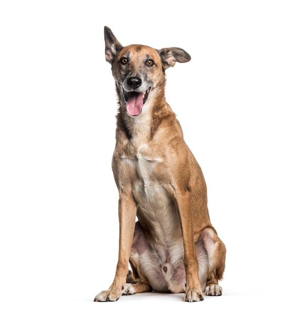 Mixed-breed dog, 8 years old, sitting in front of white background