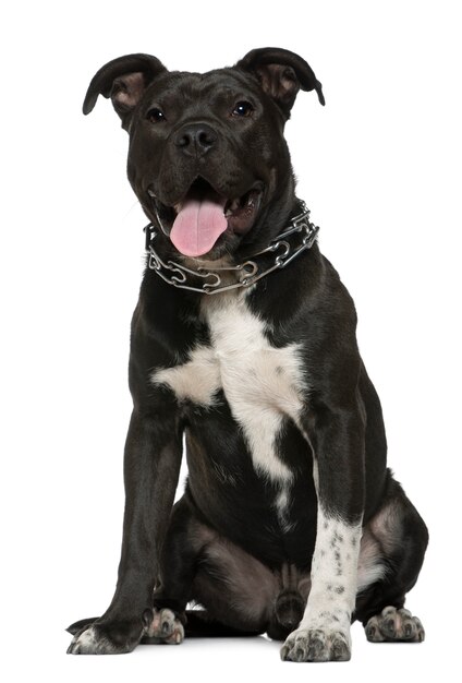 Mixed-breed dog, 9 months old, sitting in front of white wall