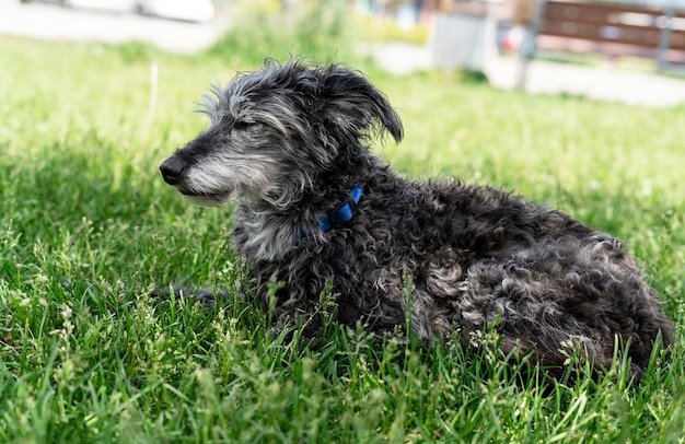 Mixed breed dog bedlington terrier or bedlington whippet senior dog resting on grass pets adoption
