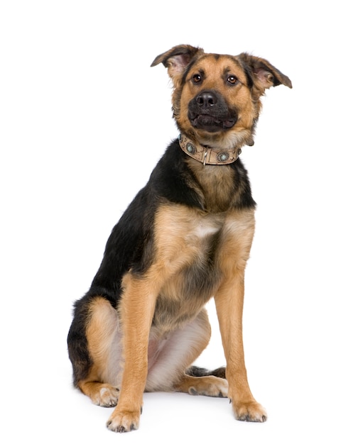 Mixed-Breed Dog between a german shepherd and a beauceron