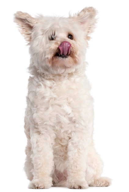 Mixed-breed dog licking nose, 10 years old,