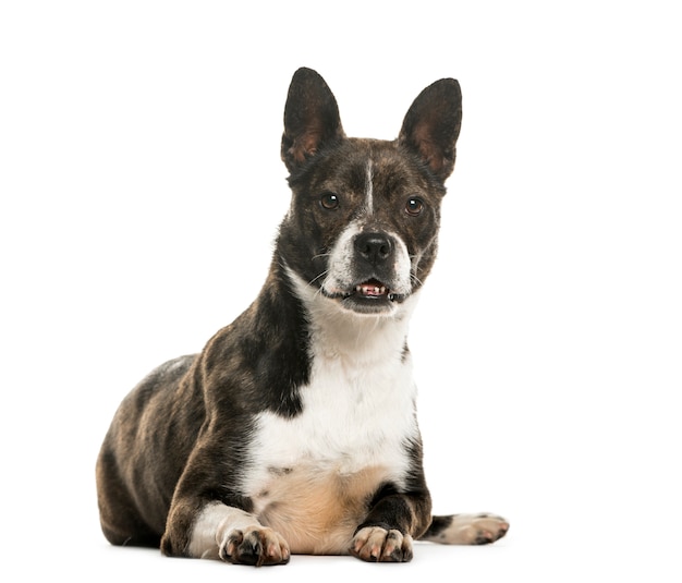 Mixed breed dog lying