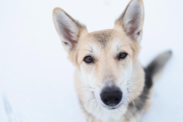 冬の牧草地の外で雑種犬