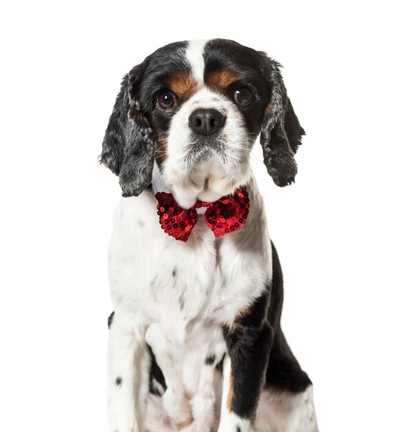 Mixed breed dog in red bow tie against white background