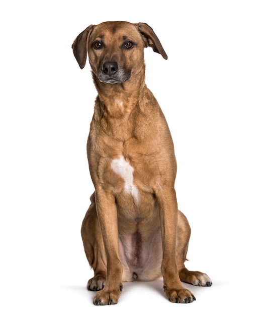 Mixed-breed dog sitting against white background