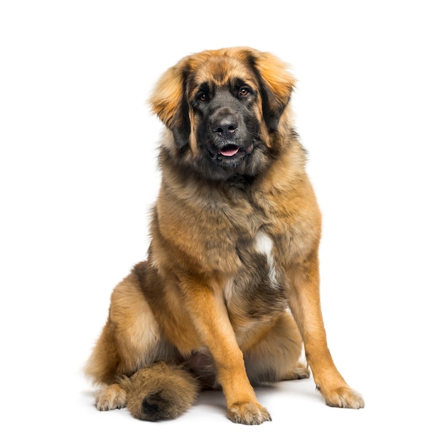 Mixed-breed dog sitting in front of white background