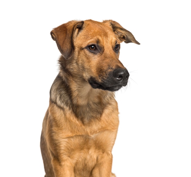 Mixed-breed dog sitting in front of white background