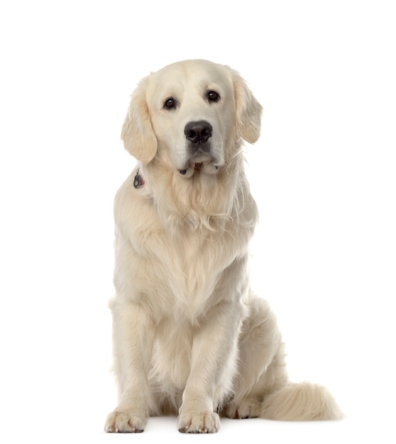 Mixed-breed Dog sitting in front of white background