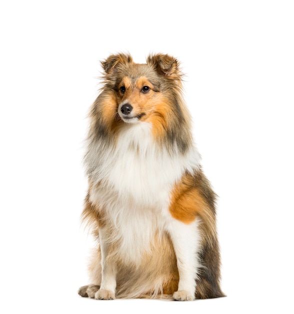 Mixed-breed Dog sitting in front of white background