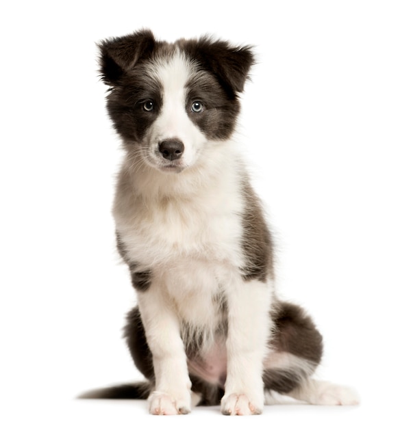 Mixed-breed Dog sitting and looking the camera