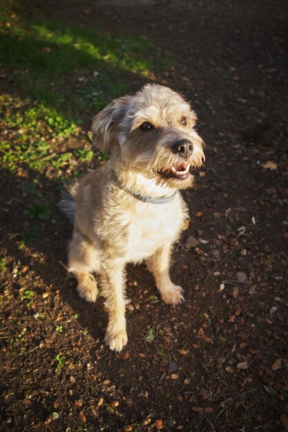 Photo mixed breed dog sitting outdoors