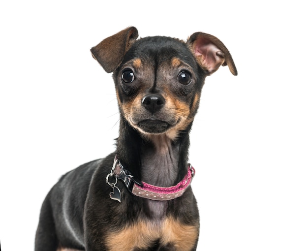 Mixed-breed dog standing, cut out