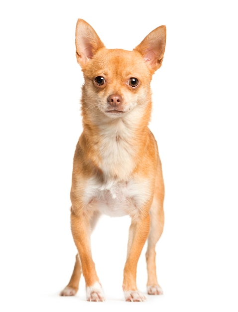 Mixed-breed Dog standing in front of the camera