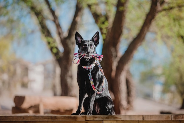 散歩中の雑種犬。ひもと首輪をつけた黒い犬。ペット採用。ペット用品