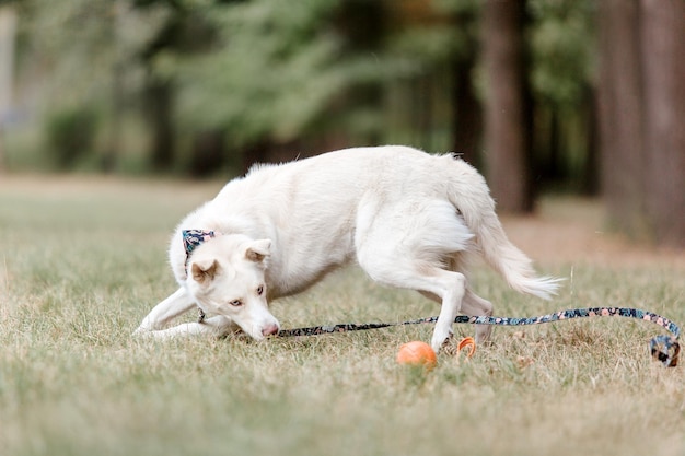 A mixed breed dog on a walk. cute dog playing. funny pet. pet
adoption.