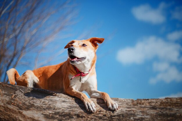 A mixed breed dog on a walk. cute red dog. rescue dog. funny\
pet. pet adoption.