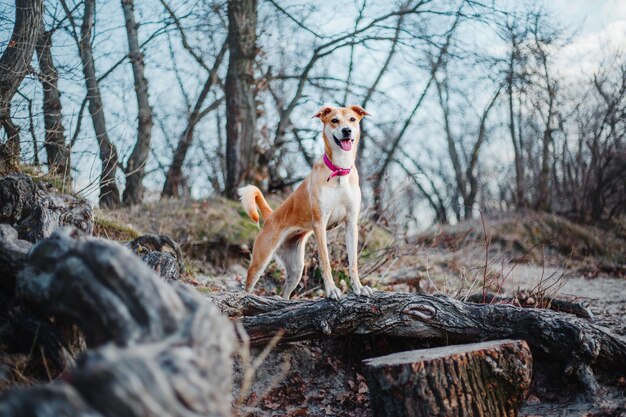 A mixed breed dog on a walk. cute red dog. rescue dog. funny\
pet. pet adoption.