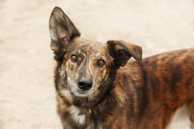 A mixed breed dog on a walk. cute red dog. rescue dog. funny
pet. pet adoption.