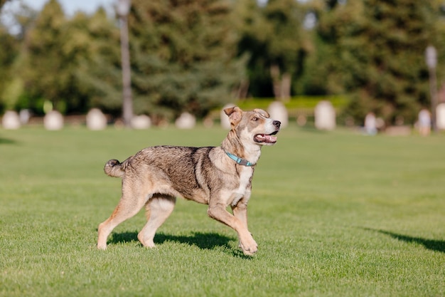 A mixed breed dog on a walk. dog running on the grass. cute dog\
playing. funny pet. pet adoption.